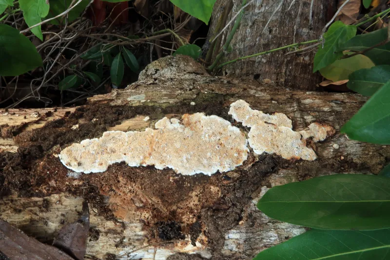 Antrodia albida 1 - IMG_8551